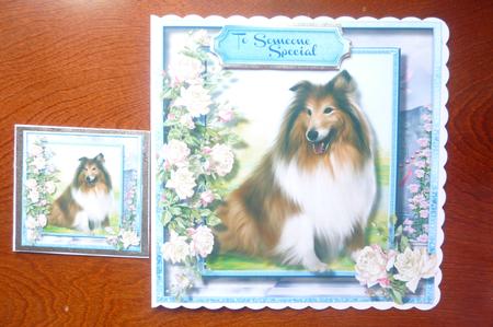 Beautiful Border Collie and White Roses  by Rosina Walker