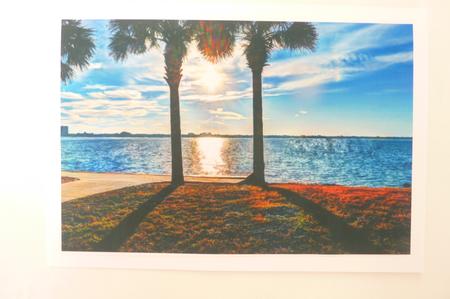 BG Palms by Rosina Walker