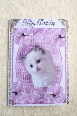 Little Kitten in Lilac Frame by Rosina Walker