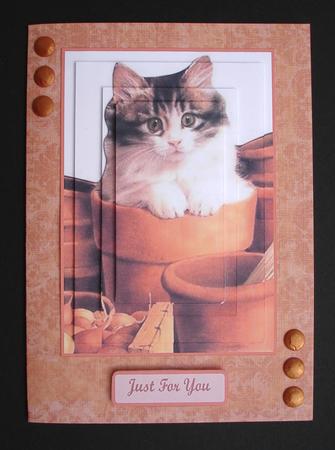 Cute Kittie by Ruth Hoffman