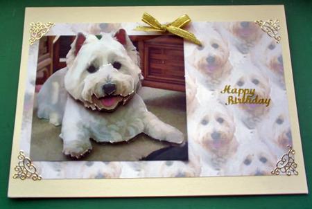 Westie1 Background by Sally Hickling