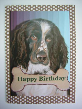 Springer Spaniel by Sandra Carlse