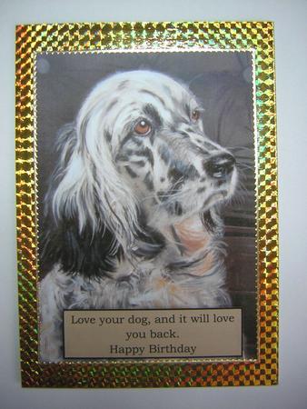 English Setter Featured Gallery Photo