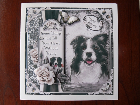 The Border Collie by Sandy Kingdon