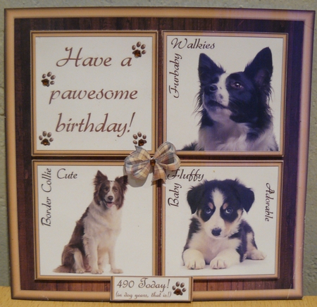 Gorgeous Border Collie Cubes 8x8 Mini Kit by Sandy Kingdon