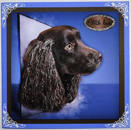spaniel by Selina Dittmann