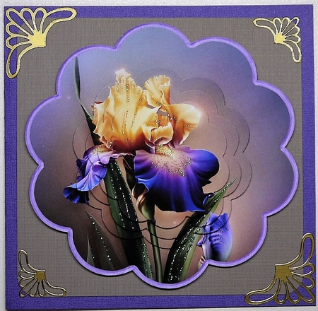 Yellow and purple Iris scallop 6x6 by Selina Dittmann