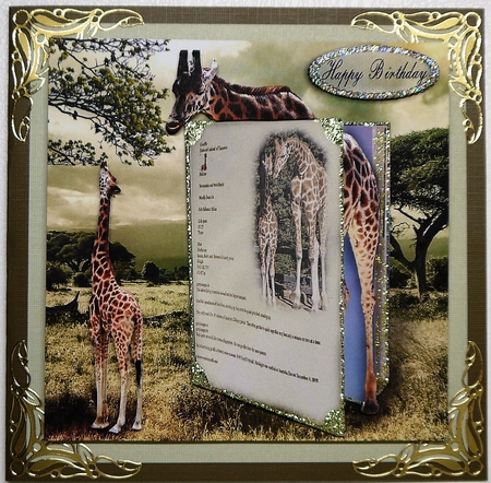 book on giraffes by Selina Dittmann