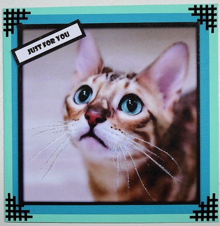 Cute Cat Quick Card 5 by Selina Dittmann