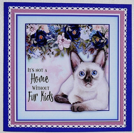 8x8 Beautiful Persian Kitten with Quote by Selina Dittmann