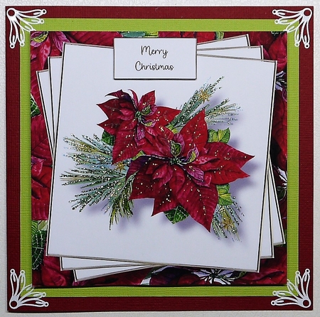 Beautiful Magenta Poinsettia 8x8 by Selina Dittmann