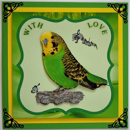 budgie by Selina Dittmann