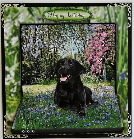 happy dog by Selina Dittmann