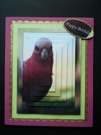 Galah Pyramid Hello Best Wishes Happy Birthday by Selina Dittmann