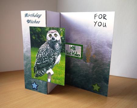 Young Snowy Owl Fold Back Sheet by Selina Dittmann