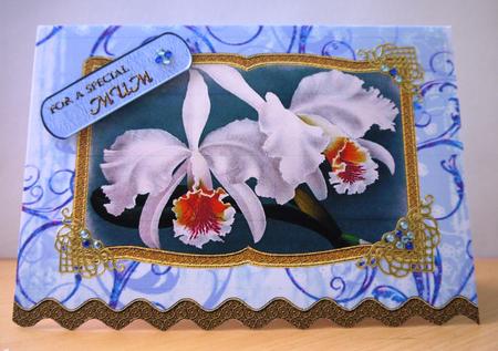 Calm Orchid Wavy Edge Book Card by Selina Dittmann