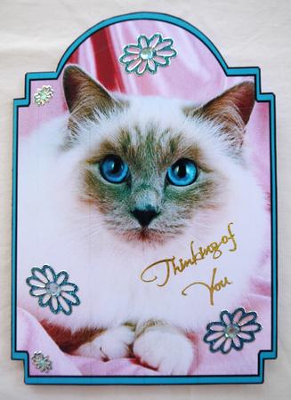Pedigree Cat 2 by Selina Dittmann