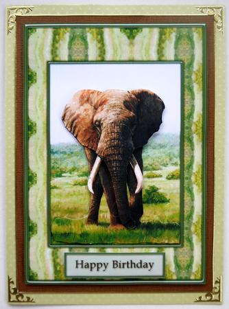 Africas King by Selina Dittmann