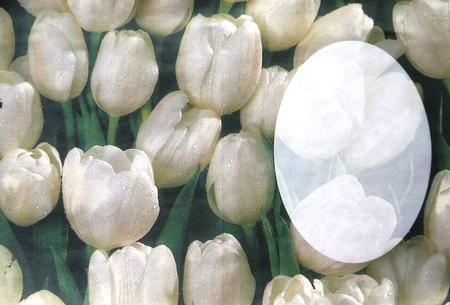 Tulips Inside by Selina Dittmann