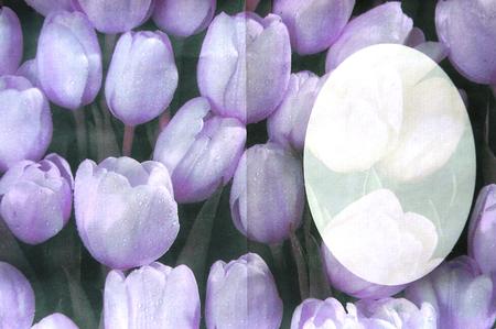 Tulips Inside Purple by Selina Dittmann