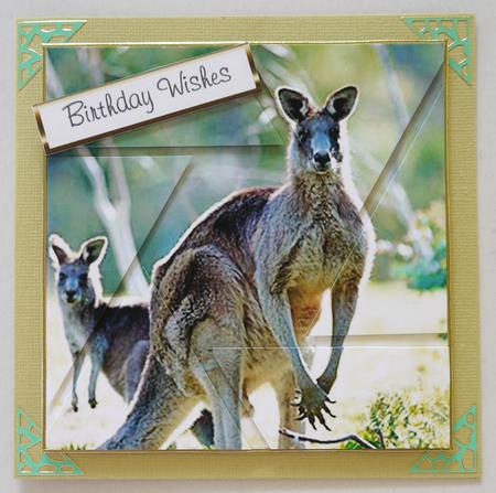 Kangaroo Camera Eye Stacker by Selina Dittmann