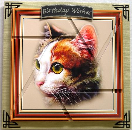 Here Kitty Camera Eye Stacker by Selina Dittmann