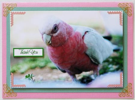 Pink and Grey Galah by Selina Dittmann