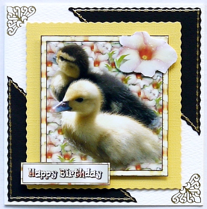 Two Little Ducklings by Selina Dittmann