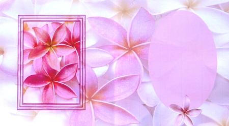 Frangipani Insert by Selina Dittmann