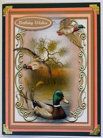 Mallard Ducks on the Marsh  by Selina Dittmann