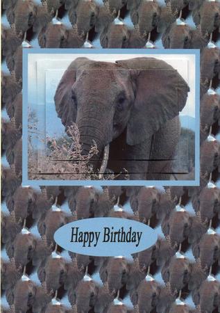 African Elephant by Sharon Evans