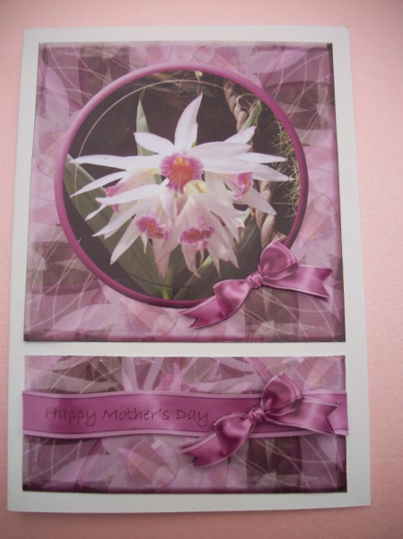 Orchid a - Mothers Day by Sheila Horne