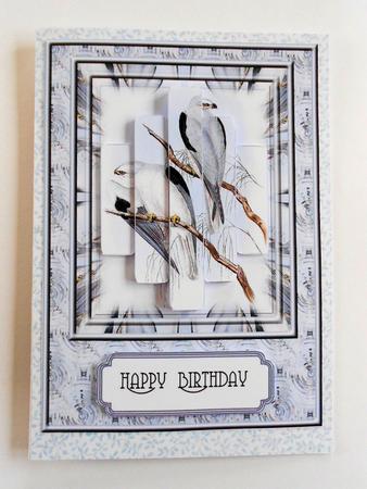 Black Shouldered Kite Birds by Craft Box