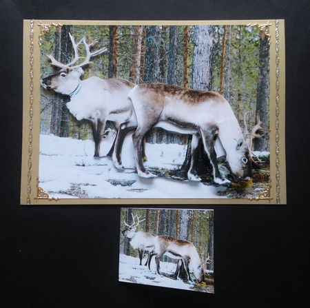Because We Love Furries - 3D Reindeers + Insert & Tag by S.Elisabet Osborn Wright
