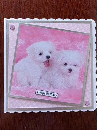 Cute Puppy 3 8x8 Quick Card by S.Elisabet Osborn Wright