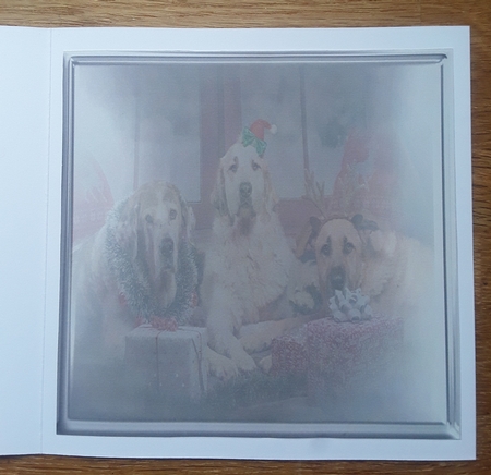 christmas dogs (1) by Shirley Taylor
