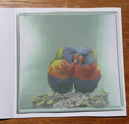 birds in paradise  by Shirley Taylor