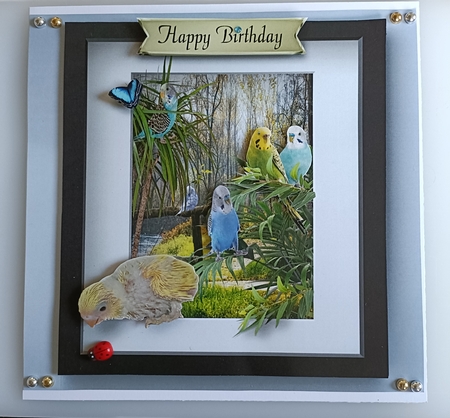 budgies by Shirley Taylor