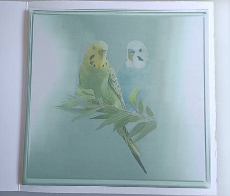 budgies by Shirley Taylor