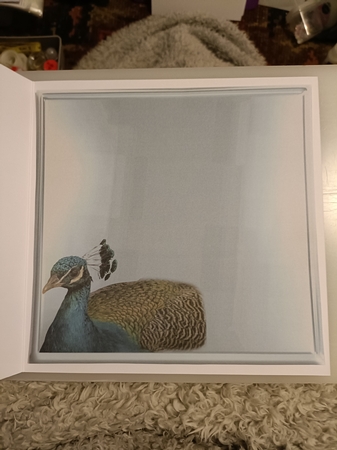 peacock by Shirley Taylor