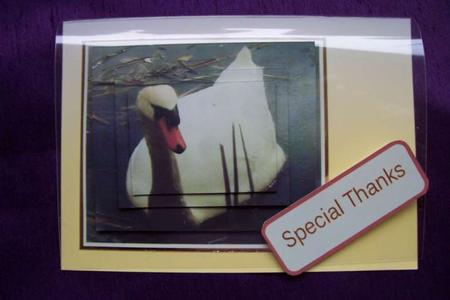 A Swans Life by Sue Prior