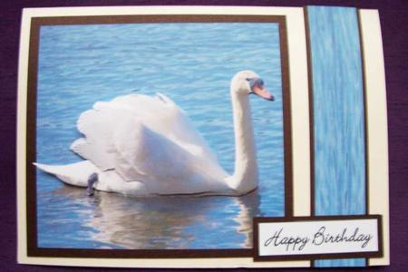 Graceful Swan on Lake by Sue Prior