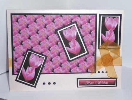 Crocus Pink Triplet by Sue Turner