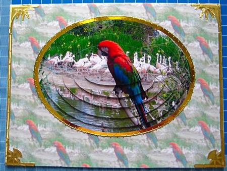 Parrot Elipse by Sue Way