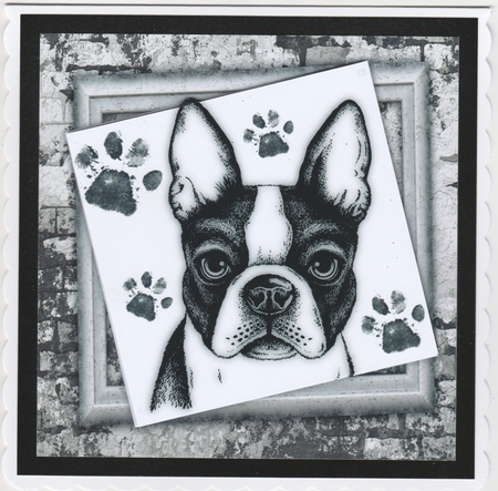 Black And White French Bull Dog 8x8 by Susan Cummings