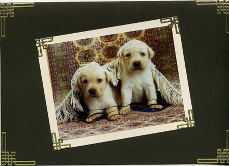 2 Rug Mutts-puppies Scalloped by Susan Cummings