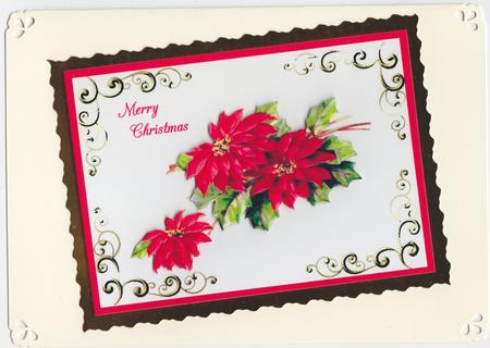 Poinsettia Christmas Flower by Susan Cummings