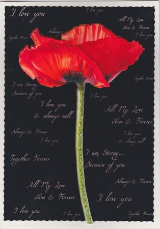 Poppy & Words Step by Step by Susan Cummings