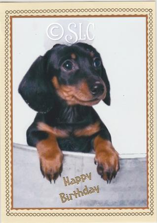 Soapy Dachshund Puppy by Susan Cummings