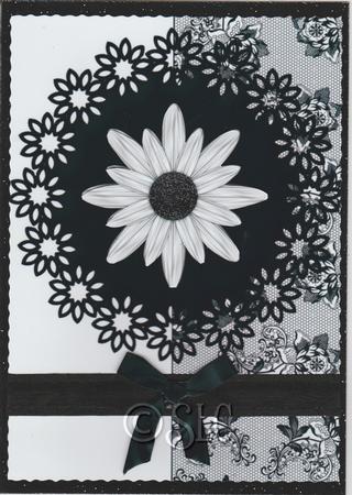 Daisy on Lace by Susan Cummings